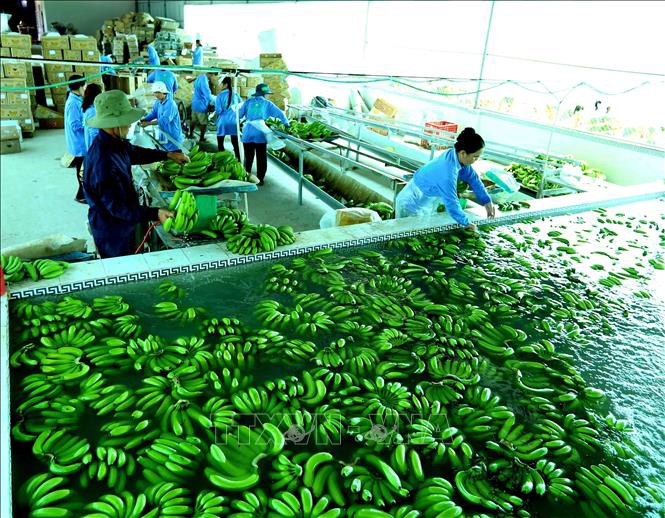 Tiêu dùng xanh không còn là thị trường ngách